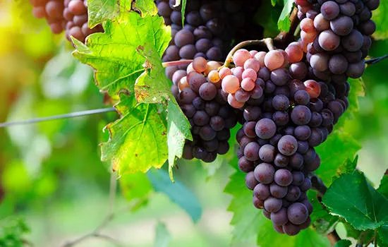 乌鲁木齐有哪些特产 新疆乌鲁木齐特产有哪些