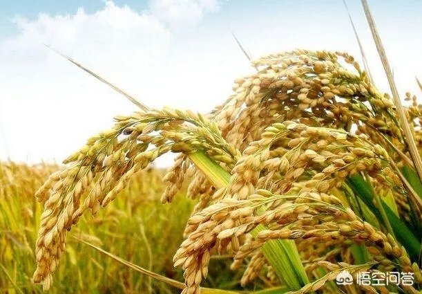 东北为什么产大米