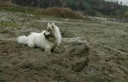 如何看待萨摩耶派出所报案这件事情？