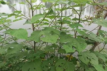 野线麻叶的功效与作用