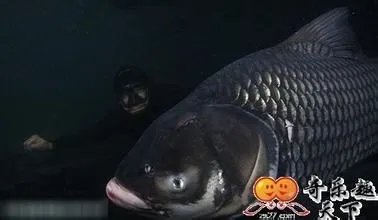 怎么钓暹罗鲤鱼