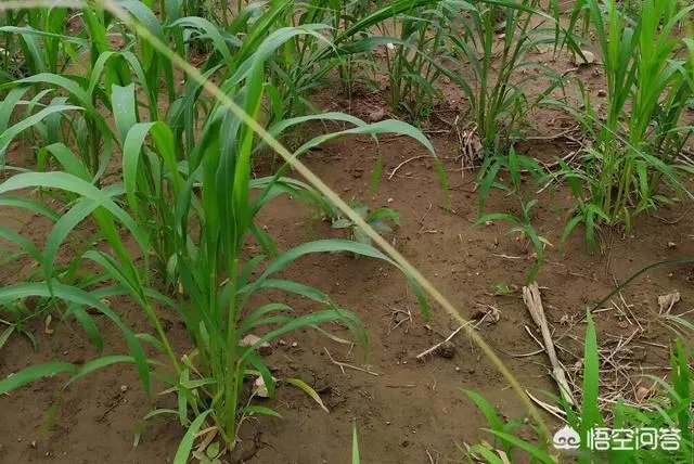 现在主要哪个地区种植稻谷？何时播种？一亩产量是多少？