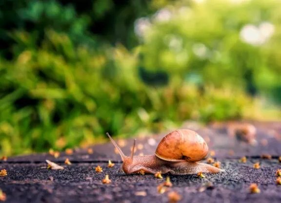 雨后不少蜗牛爬到水泥墙上是在做什么
