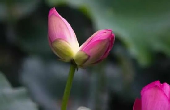 西溪湿地并蒂莲开花一天就被折 并蒂莲的名字的来源及花语是什么