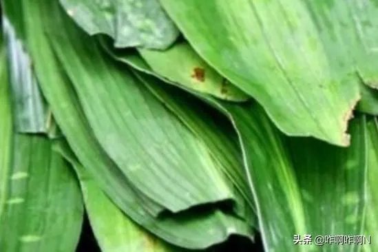 怎么包粽子好吃？