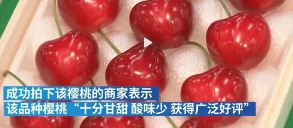 日本的“天价樱桃”2000元一颗,为什么这么贵?