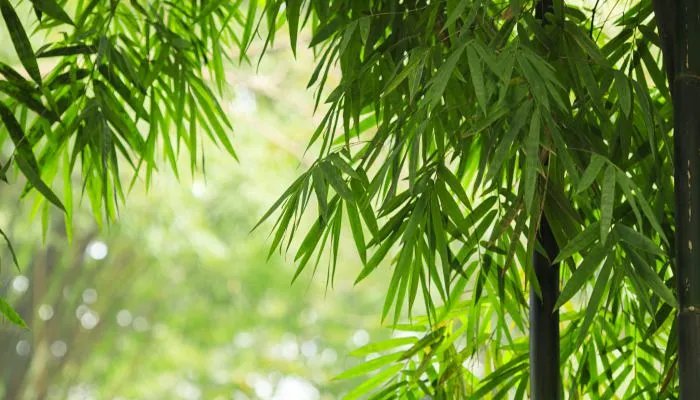 2022年广西三月三清明放假安排 2022年广西三月三和清明节放假时间表