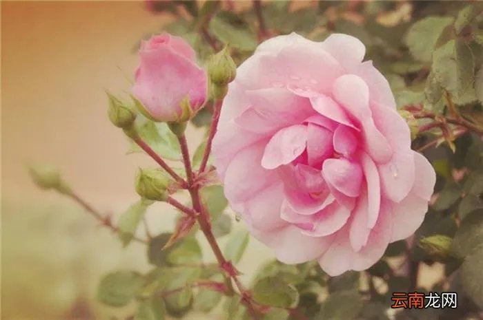 眼中有着藏不住的深情 藏不住的深情