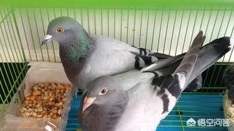 北京哪里有鸽子交易市场？