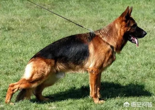 德国牧羊犬幼犬多少钱一只？