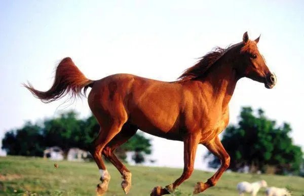 《十年不如十天》宋千渝何静何洲全章节小说阅读