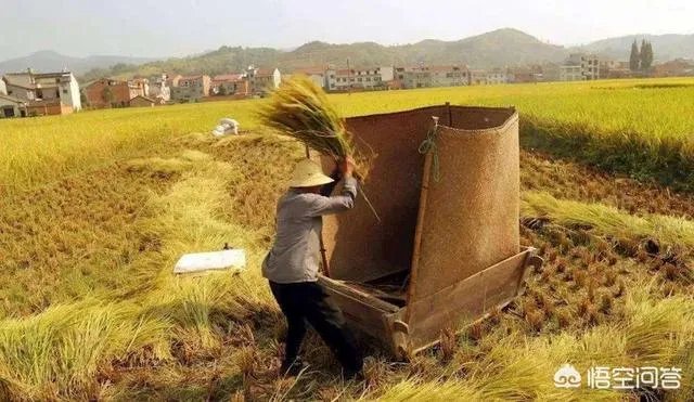 现在主要哪个地区种植稻谷？何时播种？一亩产量是多少？