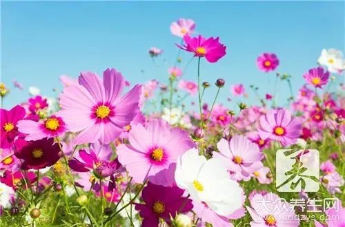 万年红植物对人有害吗