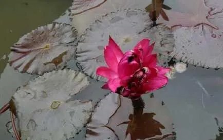 广州莲花山首次发现四蒂莲是怎回事 四蒂莲是什么东西