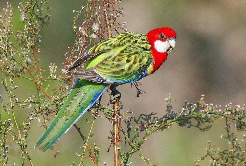 玫瑰鹦鹉属的保护级别