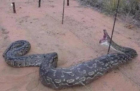 桂平挖蛇事件是真的吗?是真是假揭晓（图）