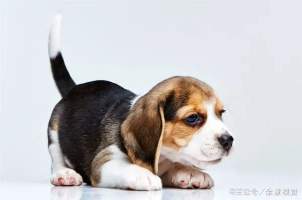 狗宝到底是什么东西狗宝价值百万是真的吗