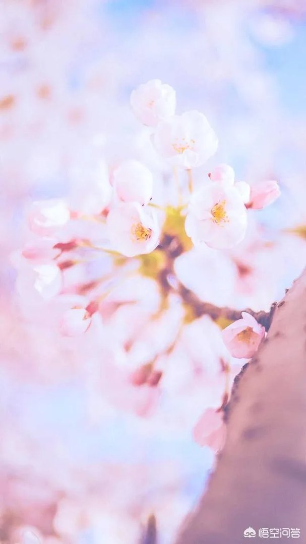 有没有粉色系头像？