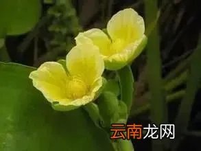 最美的35种水生植物花卉，好美！