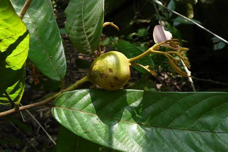 石钻子草药图片