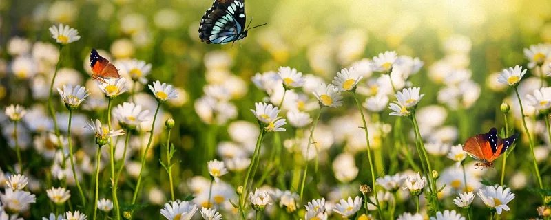 梦见好多蝴蝶在飞什么意思 梦见好多蝴蝶在飞代表什么预兆