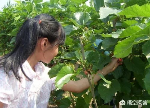 现实版开心农场经营要点是什么？