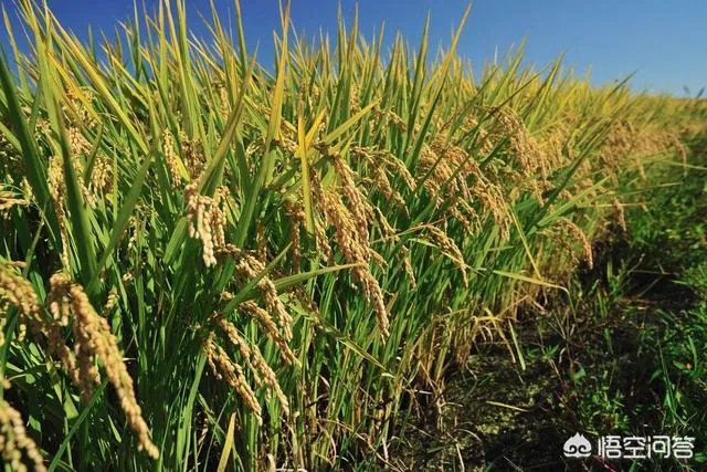 东北为什么产大米