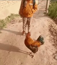 女孩得知开学时间后崩溃大哭 好像有点q弹的动态图