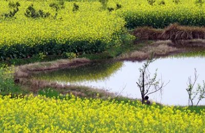 上海周边二日游有哪些路线值得推荐？
