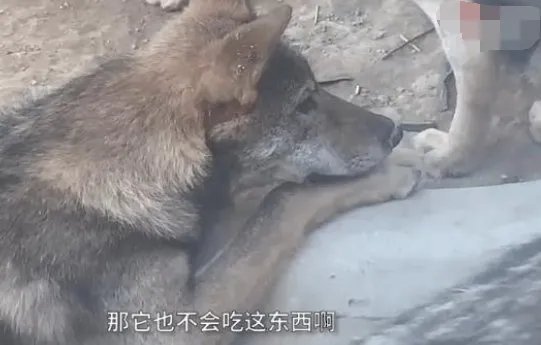 北京动物园游客扎堆喂狼吃草，究竟是怎么回事？