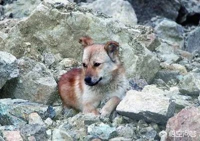 狗真的会在危险时刻保护人吗？