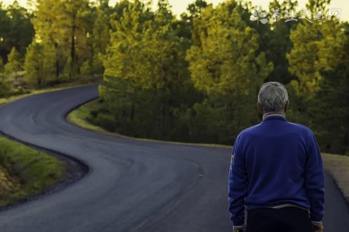 布偶猫品相怎么看 上品布偶猫的特征