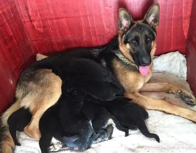 德国牧羊犬幼犬多少钱一只？