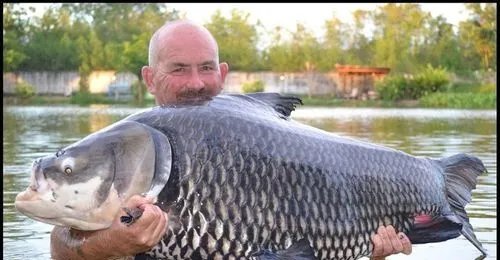 怎么钓暹罗鲤鱼