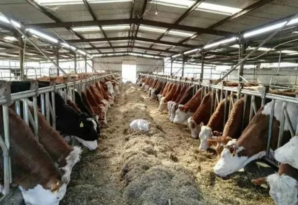 未来中国养殖业会是怎么样的？