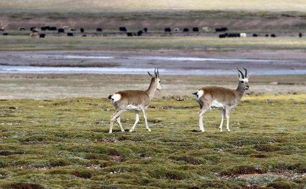 小伙网贷去可可西里捡垃圾，他会遇到哪些危险情况？
