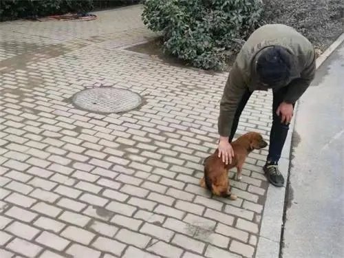 老人遛狗不栓绳被查抱狗痛哭 如何正确遛狗