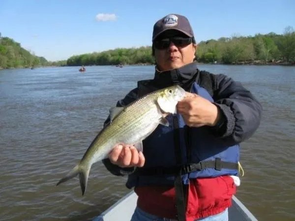 长江鲜都有什么