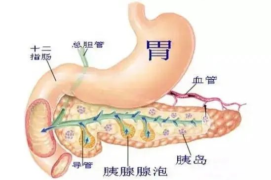 胰腺与胃的位置关系图