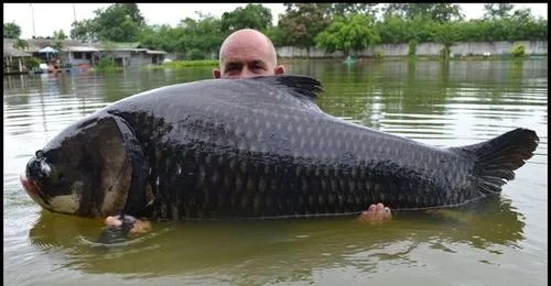 怎么钓暹罗鲤鱼