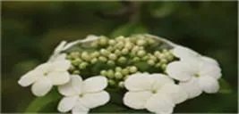 安徽合肥自愿连锁经营业合法吗？是国家项目 吗？不做了份额能转让吗