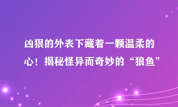 凶狠的外表下藏着一颗温柔的心！揭秘怪异而奇妙的“狼鱼”