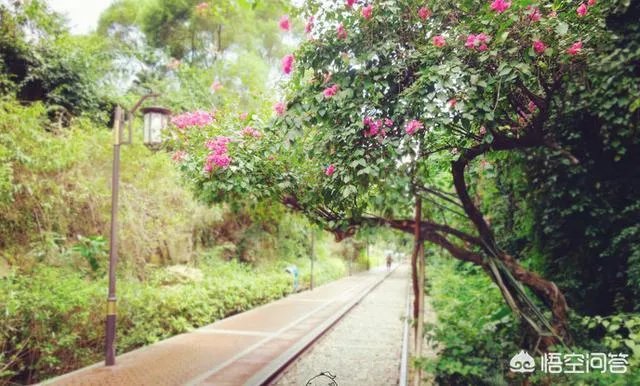 想去厦门自助游，有攻略推荐吗？