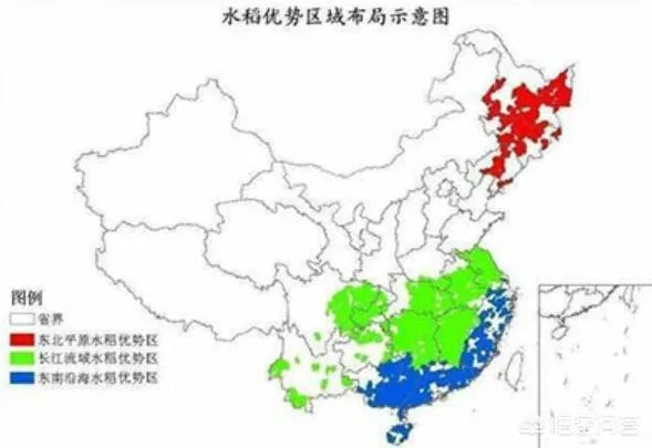现在主要哪个地区种植稻谷？何时播种？一亩产量是多少？