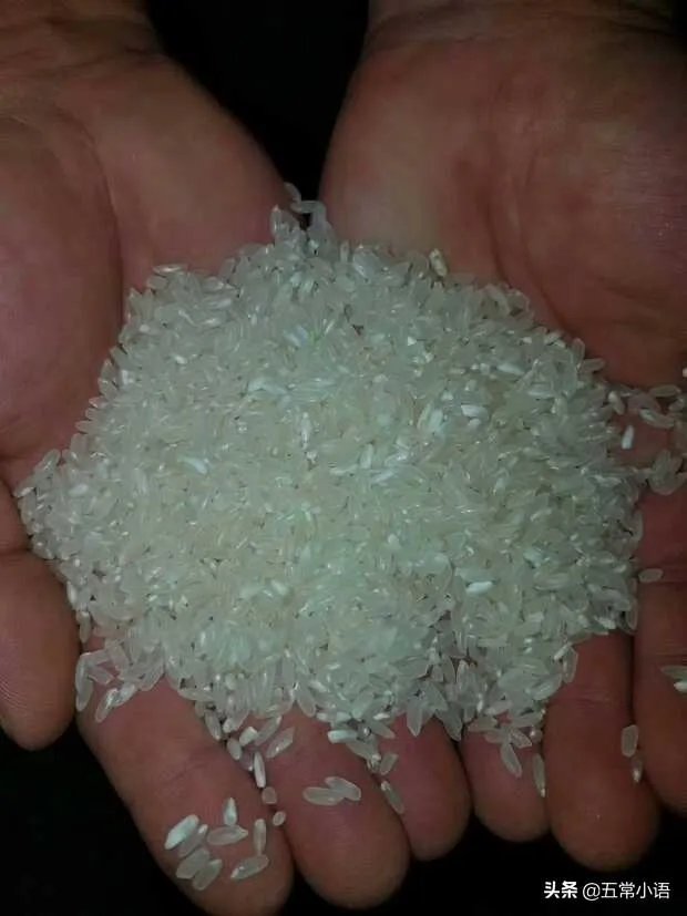 东北为什么产大米