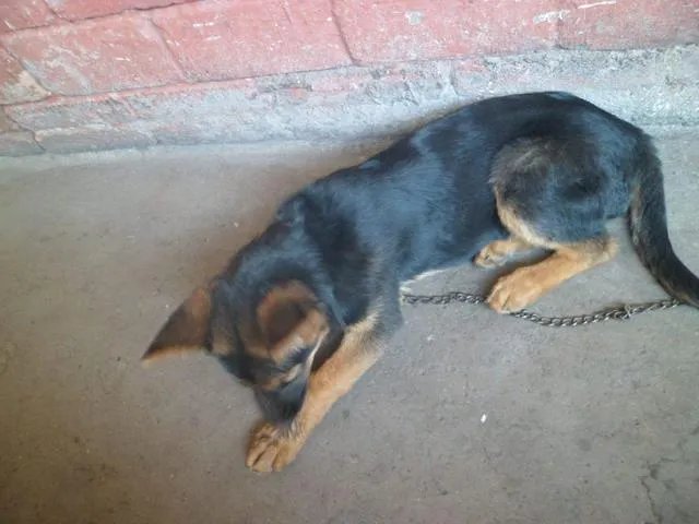 德国牧羊犬幼犬多少钱一只？