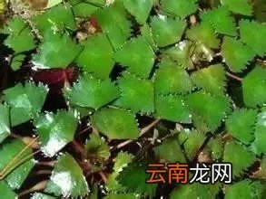 最美的35种水生植物花卉，好美！