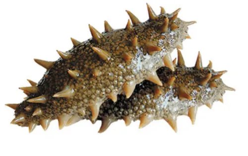 即墨海参违规养殖3人被控制