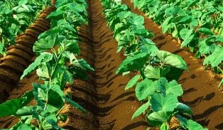 广西安和镇广大群众增收致富的拳头产品是什么？