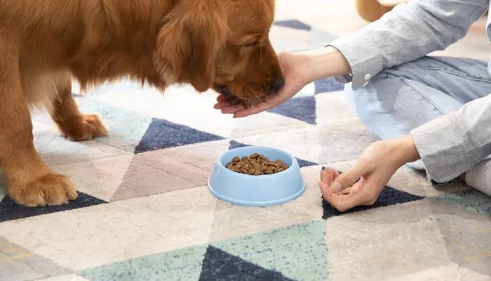 金毛吃什么狗粮好 金毛吃什么主食比较好